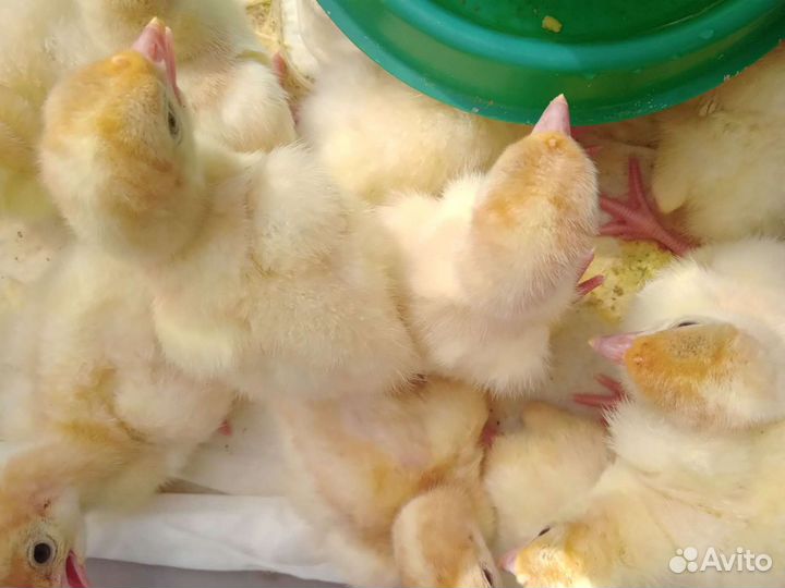 Утята и цыплята