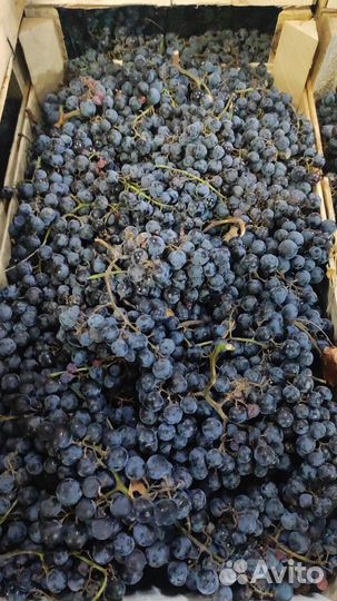 Мерло Каберне Изабелла оптом