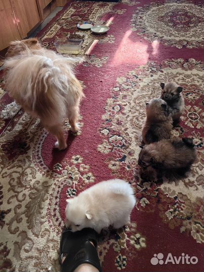 Щенки шпица