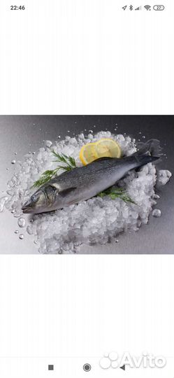 Сибас, Дорадо