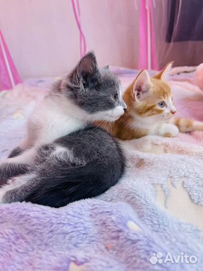 Котята в добрые руки