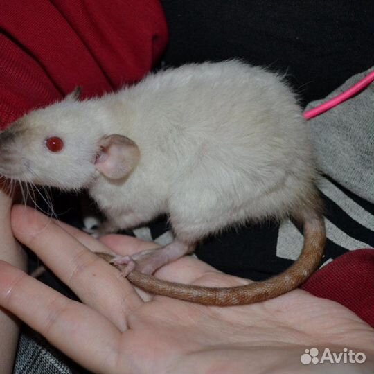 Мальчишки Дамбо