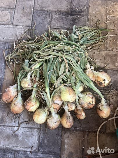 Капуста оптом