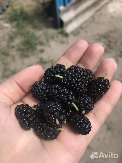 Продам шелковицу