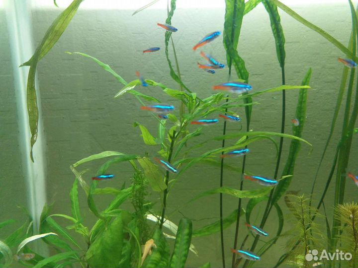 Продам рыбок