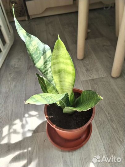 Сансевиерия зейланика