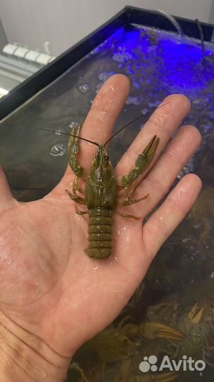 Раки Живые. Волжские