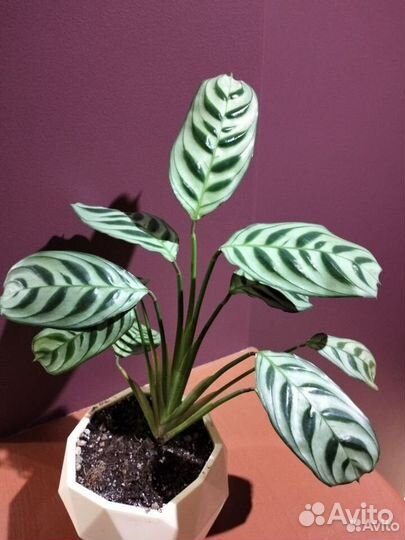 Ктенанта Бурле маркса, Сингониум баттерфляй