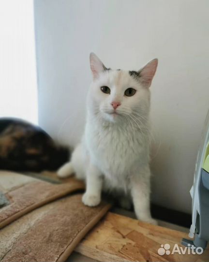 Котики компаньоны