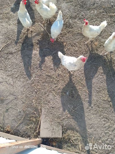 Куры несушки