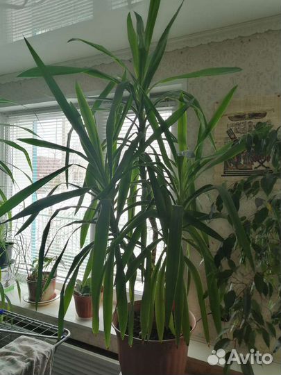 Комнатные цветы юкка
