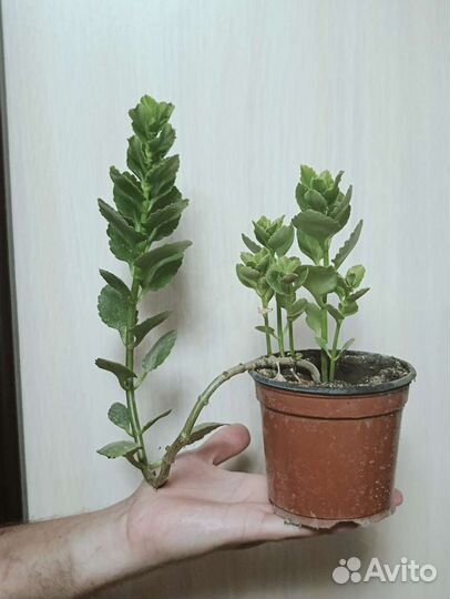 Каланхоэ цветущее