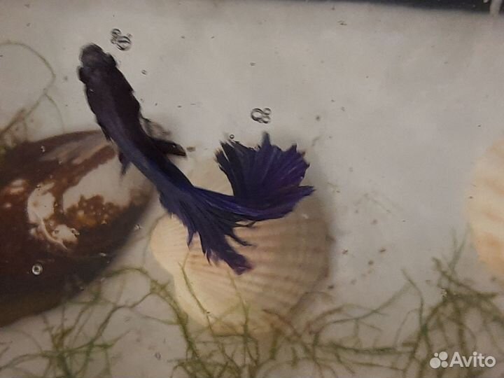 Аквариумные рыбки