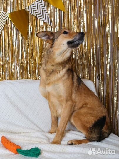 Откройте свое сердце для Одри из приюта