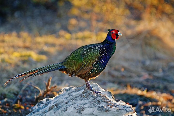 Цыплята фазана трёх месячные