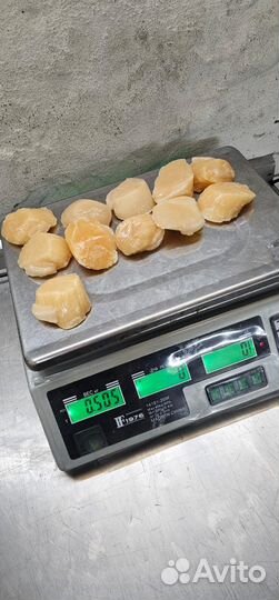Гребешок Приморский