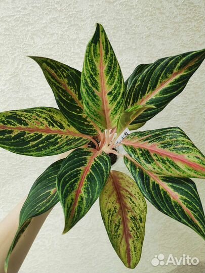 Аглаонема Thong Lai Ma