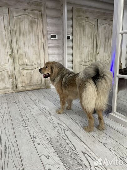 Собака для вязки