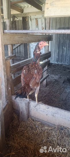 Бойцовые куры