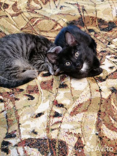 Котята мальчики в добрые руки