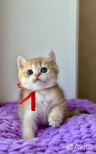 Шикарный яркий котик золотая шиншилла шоу тип