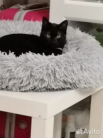 Кошечка милая Тучка