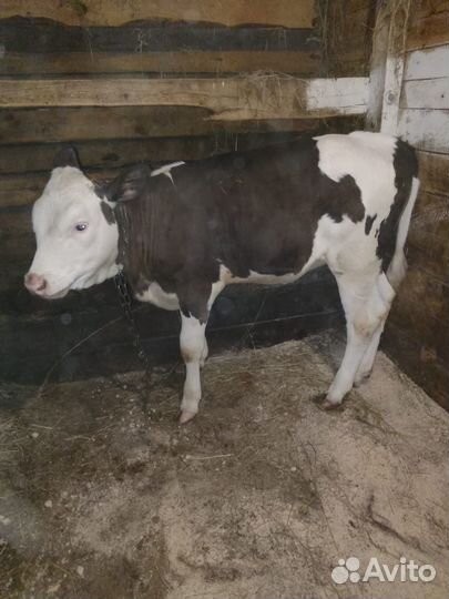 Корова телка