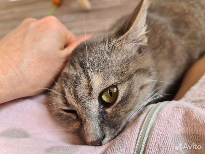 Кошка Мышка в дар Надёжным людям. Стерилизована