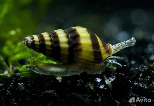 Улитки для аквариума