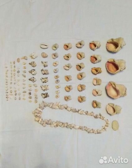 Морские ракушки