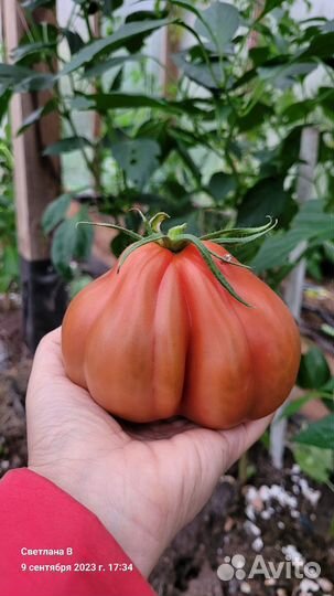 Семена крупных томатов. Коллекционные