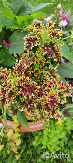 Срезы колеусов, колеусы