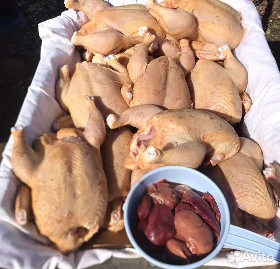 Цыплята суточные росс 308 кобб 500