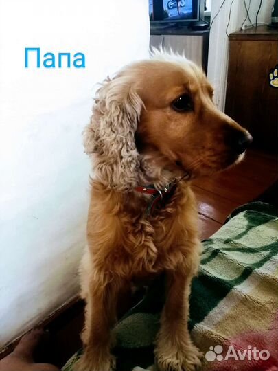 Открыта бронь на щенков Английского кокер спаниеля