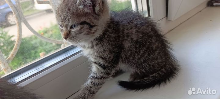 Кошки в добрые руки бесплатно