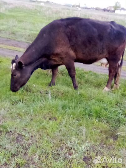 Коровы,телята,телочка