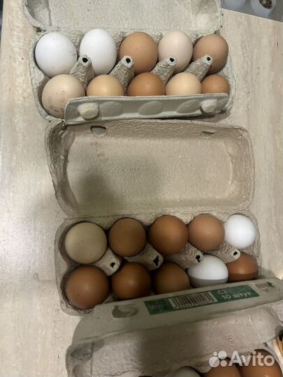 Домашние куриные яйца