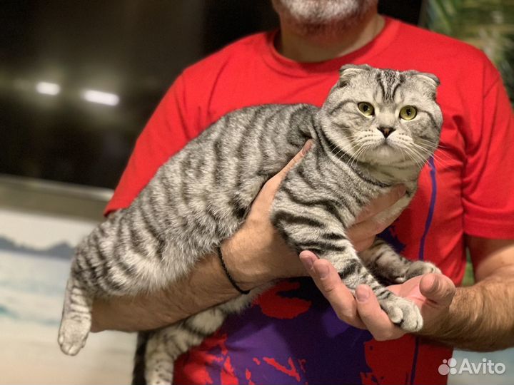 Шотландский вислоухий кот вязка