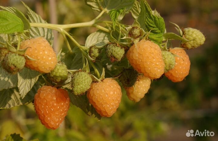 Саженцы желтой малины