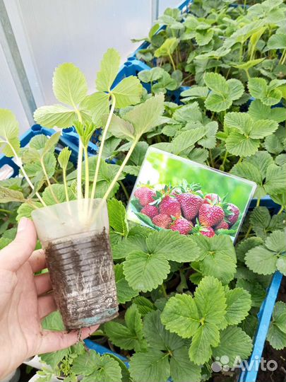 Рассада клубники - Лорд