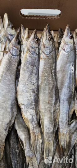 Щука вяленая н/п цена за кг