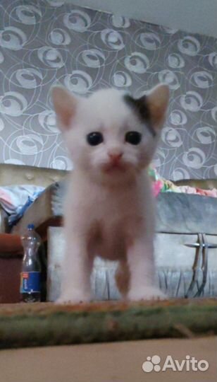 Котята в добры руки