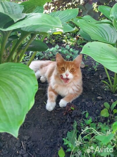 Кошка в дар бесплатно