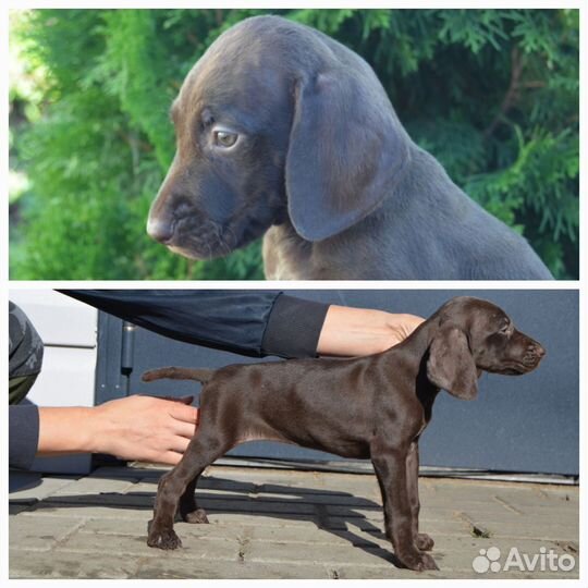 Щенки курцхаар РКФ