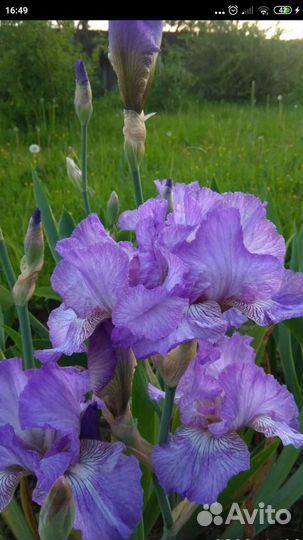 Ирис