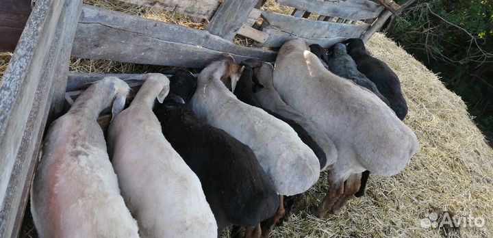 Овцы курдючные