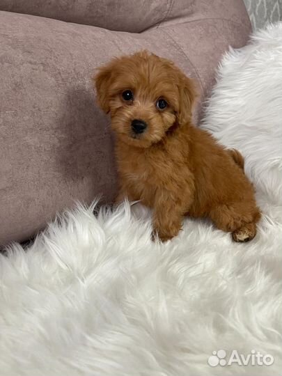 Щенки мальтипу