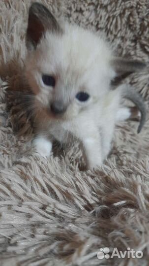 Тайские котята