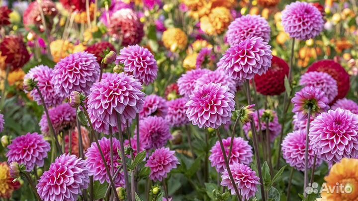 Георгины клубни