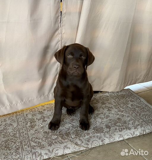 Щенки лабрадора шоколадные